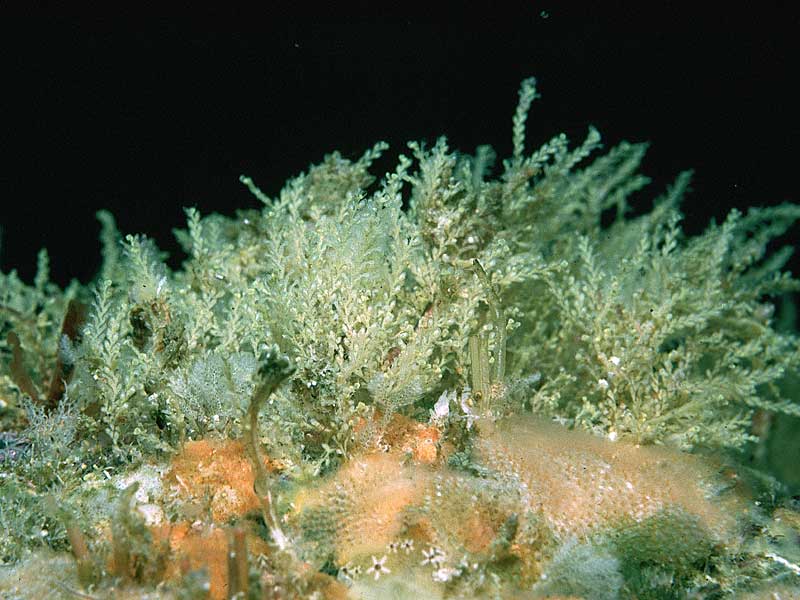 Sertularella rugosa